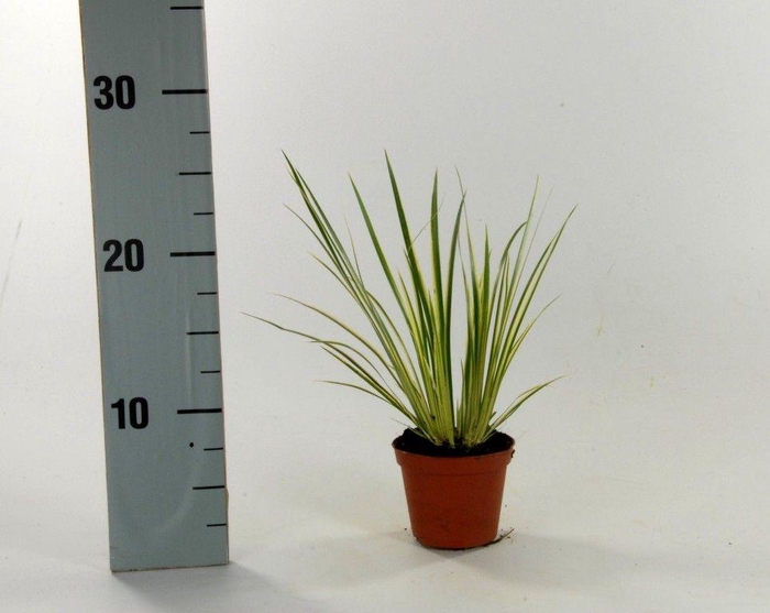 <h4>Acorus Variegatus</h4>