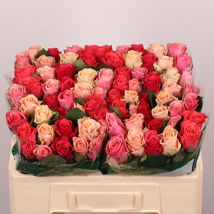 <h4>R GR TACAZZI GEM</h4>