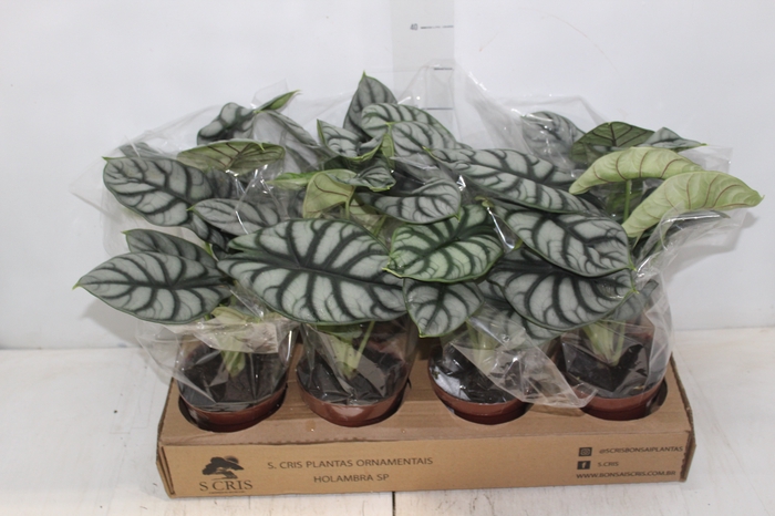 <h4>ALOCASIA SILVER DRAGON P12</h4>