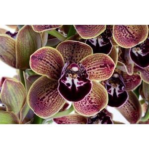 CYMB GR LOS ANGELES LOS ANGELES 50C