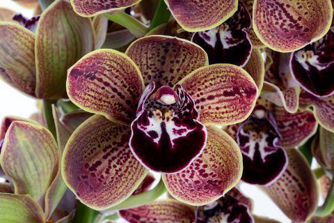 <h4>CYMB GR LOS ANGELES</h4>