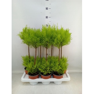 Cupressus macro. 'Goldcrest Wilma'