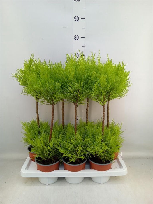 <h4>Cupressus macro. 'Goldcrest Wilma'</h4>
