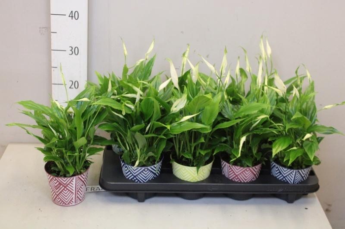 <h4>SPATH CHOPIN</h4>