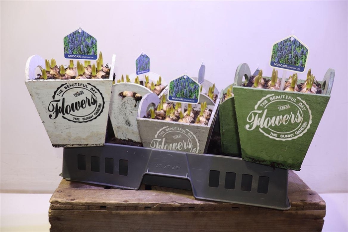 <h4>Arr Muscari In Hoog Hengsel Kistje</h4>