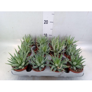 Aloe humilis