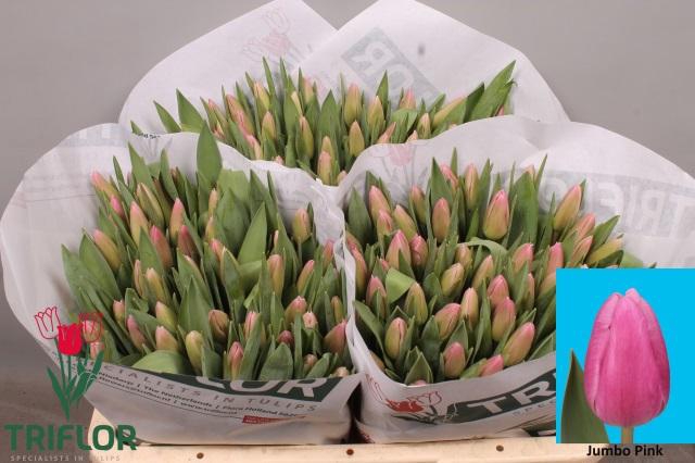 <h4>TU EN JUMBO PINK</h4>