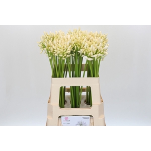 Agapanthus  'Gletsjer'