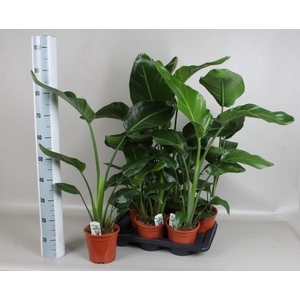 STRELITZIA NICOLAI