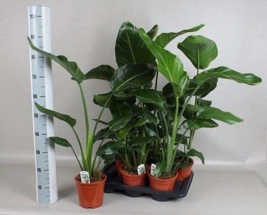 <h4>STRELITZIA NICOLAI</h4>