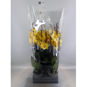 Phalaenopsis  'Manta Palau'