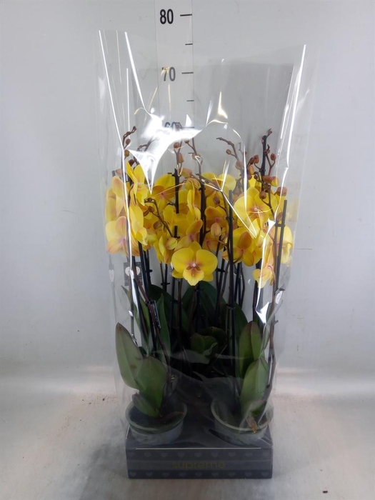 <h4>Phalaenopsis  'Manta Palau'</h4>