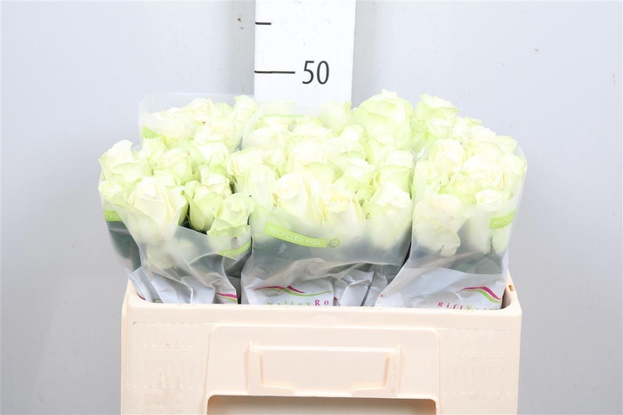 <h4>R Gr Snowstorm+</h4>