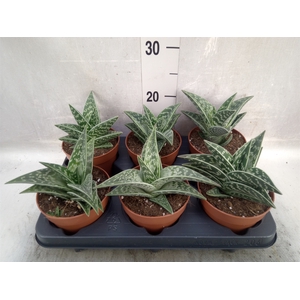 Aloe variegata