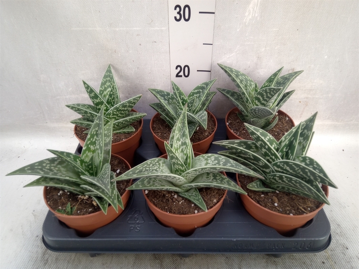 Aloe variegata