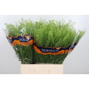 Lepidium Green Bell