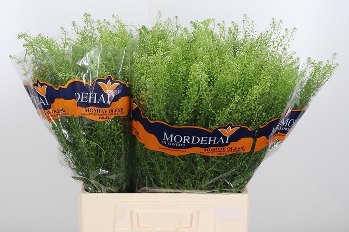 <h4>Lepidium Green Bell</h4>