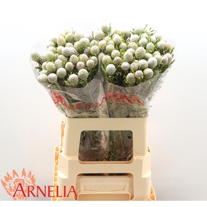 LEUCAD L AYOBA JA PE