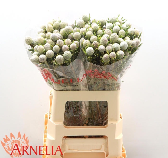 <h4>LEUCAD L AYOBA JA PE</h4>