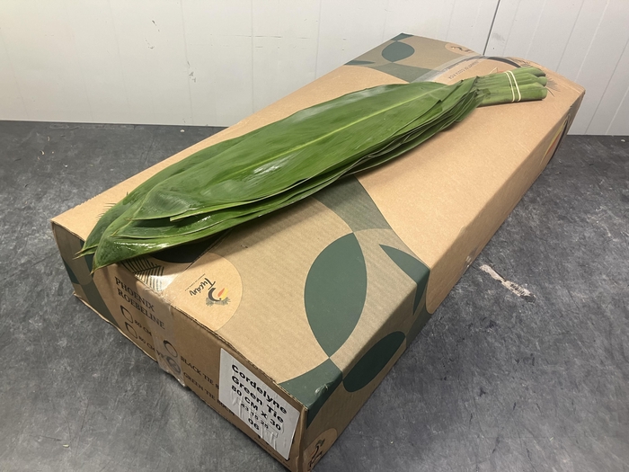 <h4>CORDELINE GREEN TIE</h4>