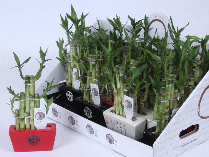 <h4>DRA LUCKY BAMBOO</h4>