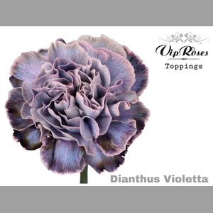 DI ST VIOLETTA