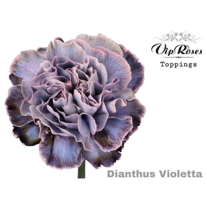 Di St Vip Violetta