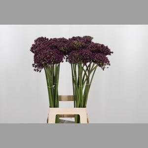 Allium Miami