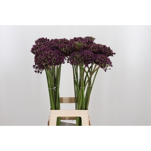 Allium Miami