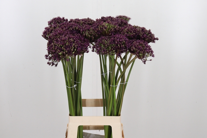 <h4>Allium Miami</h4>