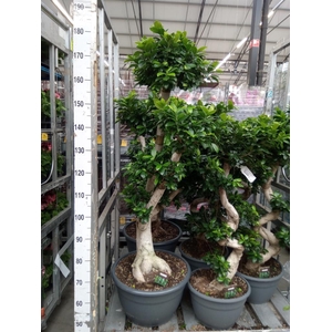 Ficus microcarpa 'Ginseng'