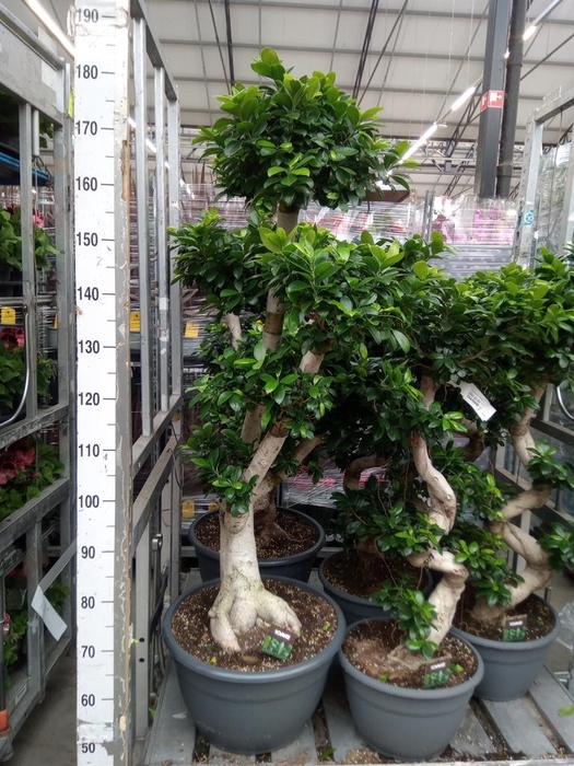 <h4>Ficus microcarpa 'Ginseng'</h4>