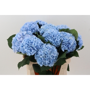 Hydr M Ch Verena Bl