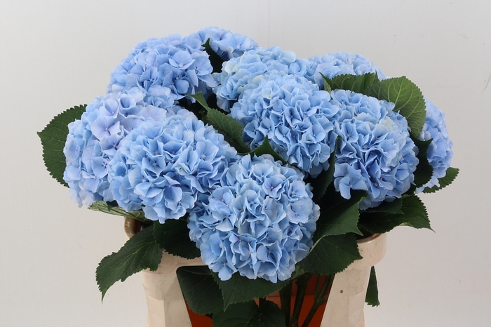 <h4>Hydr M Ch Verena Bl</h4>