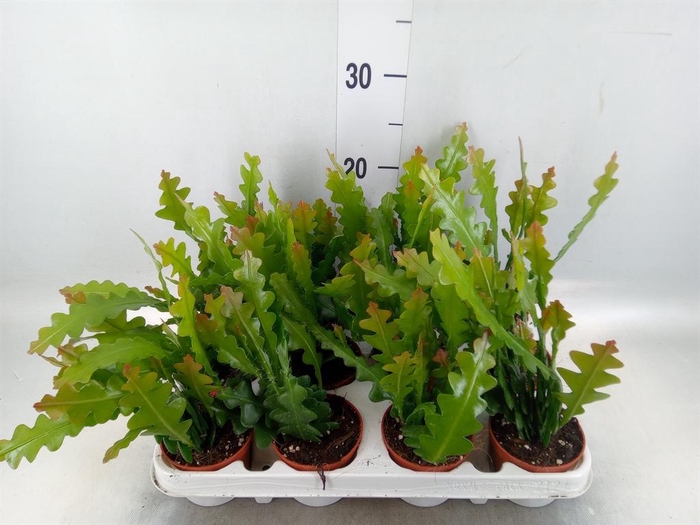 <h4>Epiphyllum anguliger</h4>
