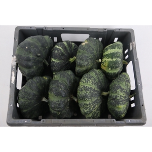 CUCURBITA (KALEBAS)