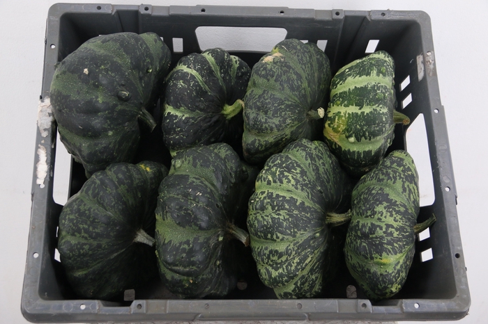 <h4>CUCURBITA (KALEBAS)</h4>