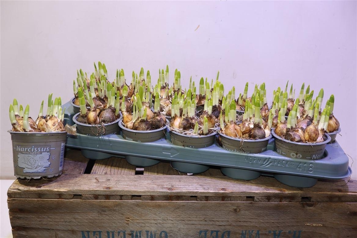 <h4>Narc O Tete A Tete</h4>