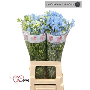 DELPH EN M CHIF BLUE