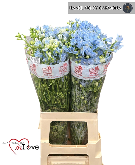 <h4>DELPH EN M CHIF BLUE</h4>