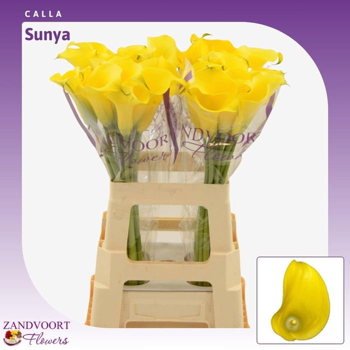 <h4>Calla Sunya</h4>