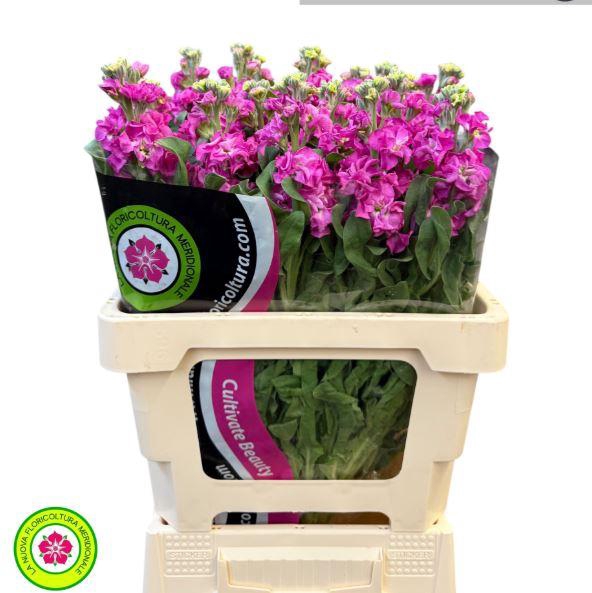 <h4>Matthiola Iron Hot Pink</h4>