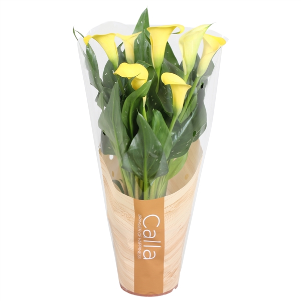 <h4>Zantedeschia Sunclub Calla geel in bedrukte hoes</h4>