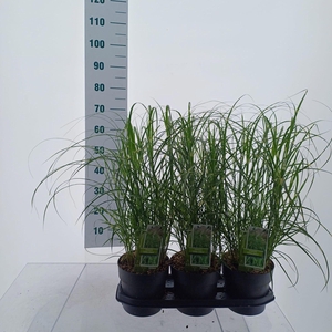Miscanthus sinensis