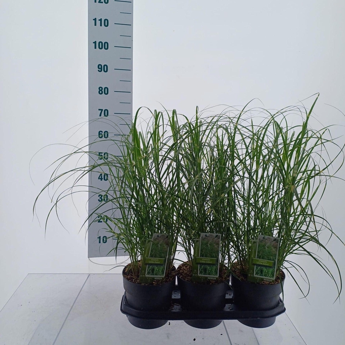 <h4>Miscanthus sinensis</h4>