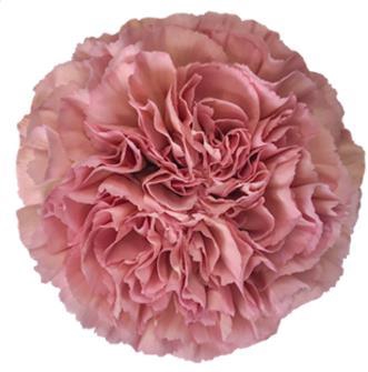 <h4>Di St Lege Pink</h4>