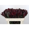 Leucadendron Saf Sunset Dark R.