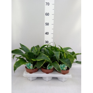 Dracaena frag. 'Dorado'