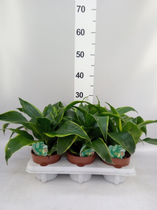 <h4>Dracaena frag. 'Dorado'</h4>