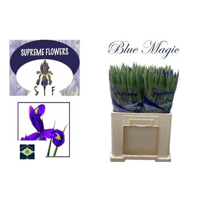 <h4>IRIS BLUE MAGIC</h4>